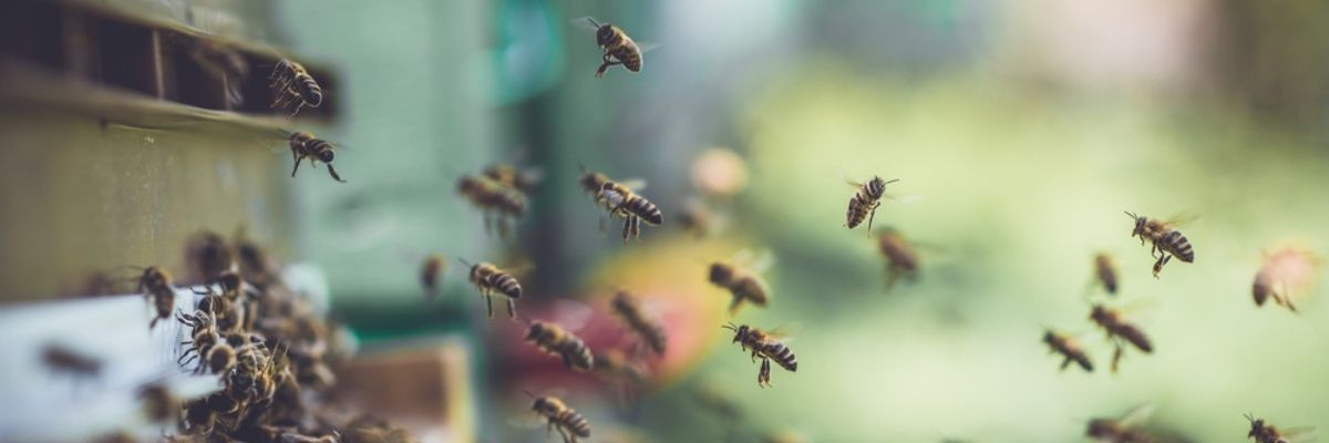 Saving Honey Bees
